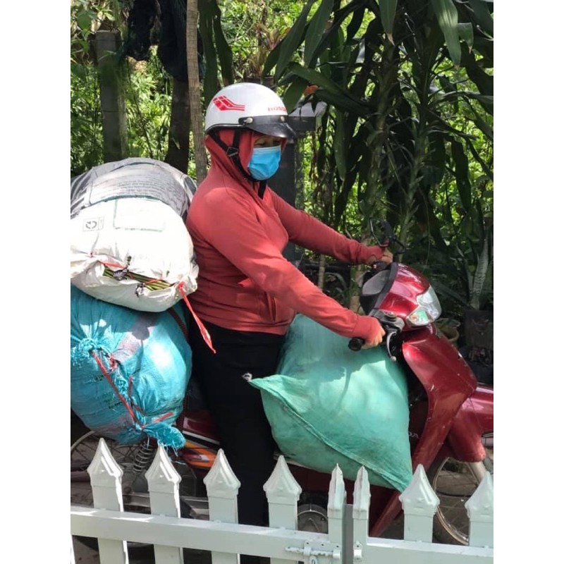 Rau móp nhà trồng