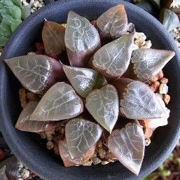 Haworthia Correcta