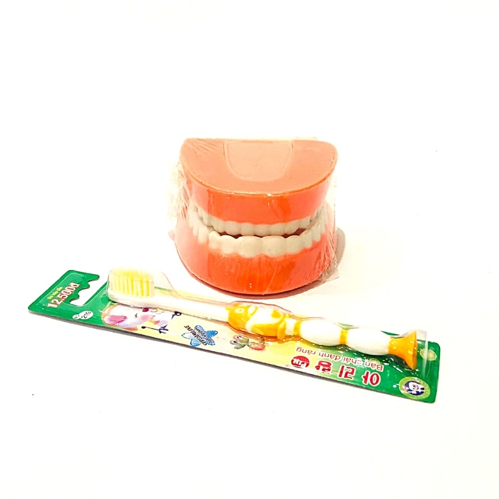 Mô hình hàm răng mô phỏng hàm răng của con người đồ chơi mầm non thông tư 02