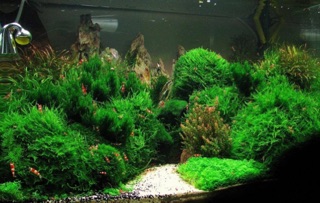 Rêu Flame Moss (rêu lửa) thủy sinh
