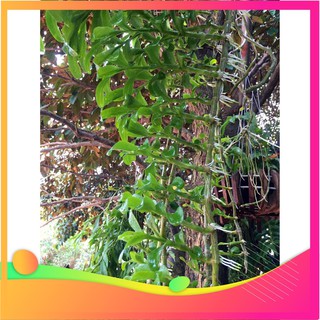 [Hàng chuẩn zin] Thuốc kích chồi, kích mầm Keiki Pro lọ 15ml - Hàng nhập khẩu