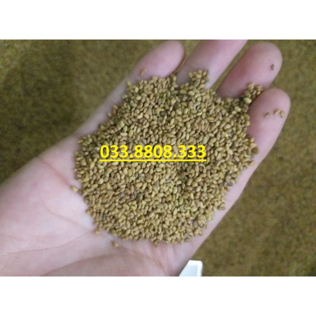 Hạt cỏ chăn nuôi ALFALFA Linh Lăng - Cỏ Họ Đậu (gói 50g)- Hạt Giống Cỏ Chăn Nuôi Trâu-bò-dê-cừu-cá