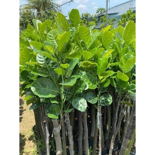 Cây Giống Mít mơ (chuẩn giống cây ghép )