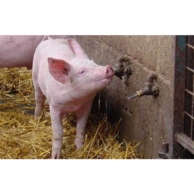 Vòi bú lợn , vòi bú tự động DG bằng Inox cho lợn (núm uống cho heo)