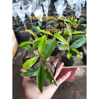 cánh sen đổi màu (cây giống)