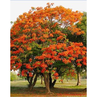 Hạt giống hoa phượng vỹ đỏ - 5 hạt