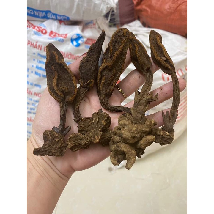 NẤM NGỌC CẨU / NẤM NGỌC CẨU KHÔ ĐẶC SẢN SƠN LA