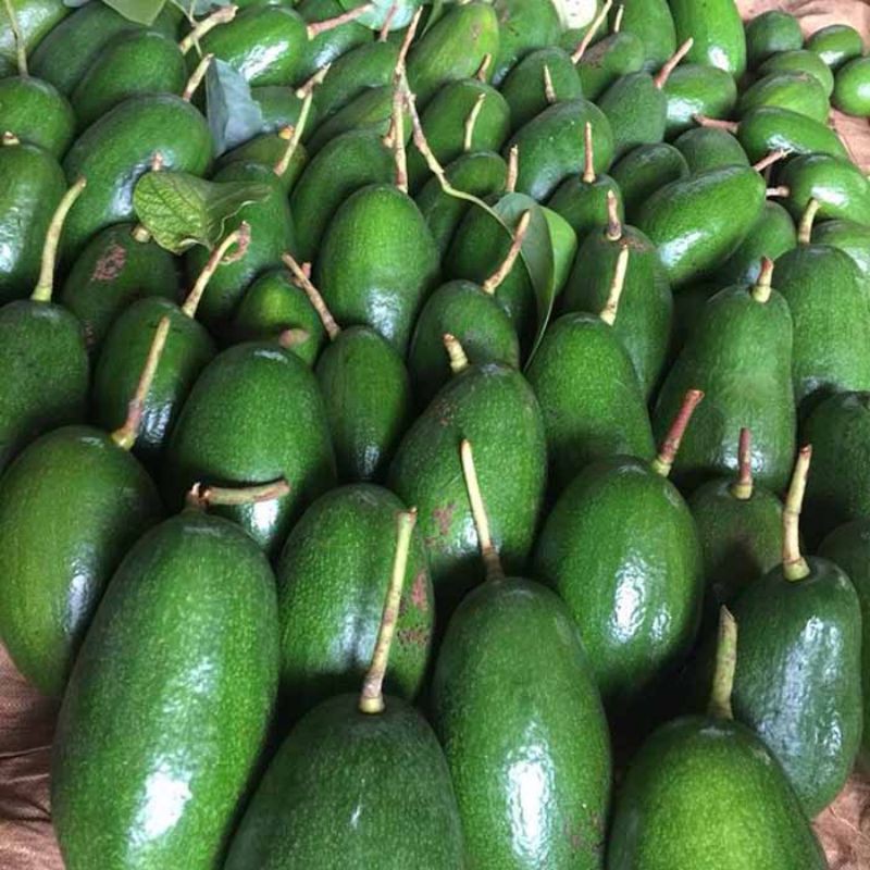 CÂY BƠ GIỐNG THÀNH BÍCH