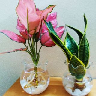 Cây lưỡi hổ thủy sinh
