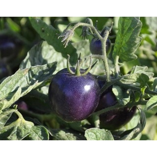 Hạt giống Cà chua tím - Nảy mầm tốt - Tặng kèm 1 gói bón lá và 1 gói kích nảy mầm, có tờ hướng dẫn trồng