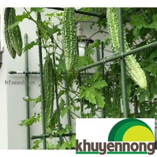 Hạt giống mướp đắng nhật bản 5 hạt