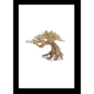 LŨA BONSAI hồ cá TL01