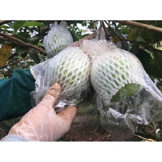 23 chiếc bọc ổi (đã lồng sẵn xốp, túi, chun)
