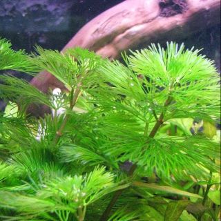 Rong đuôi chồn cây la hán xanh thủy sinh bể cá rong thật làm trong bể cá