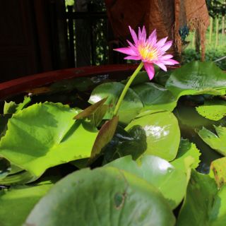 CỦ HOA SÚNG THÁI 1 CỦ