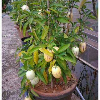 hạt giống dưa pepino