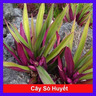 Cây sò huyết. cây lẻ bạn