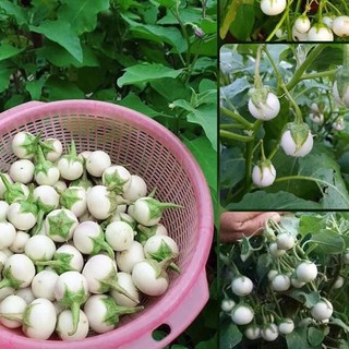 Hạt Giống Cà Pháo Trắng F1 - 1 gói 2gram