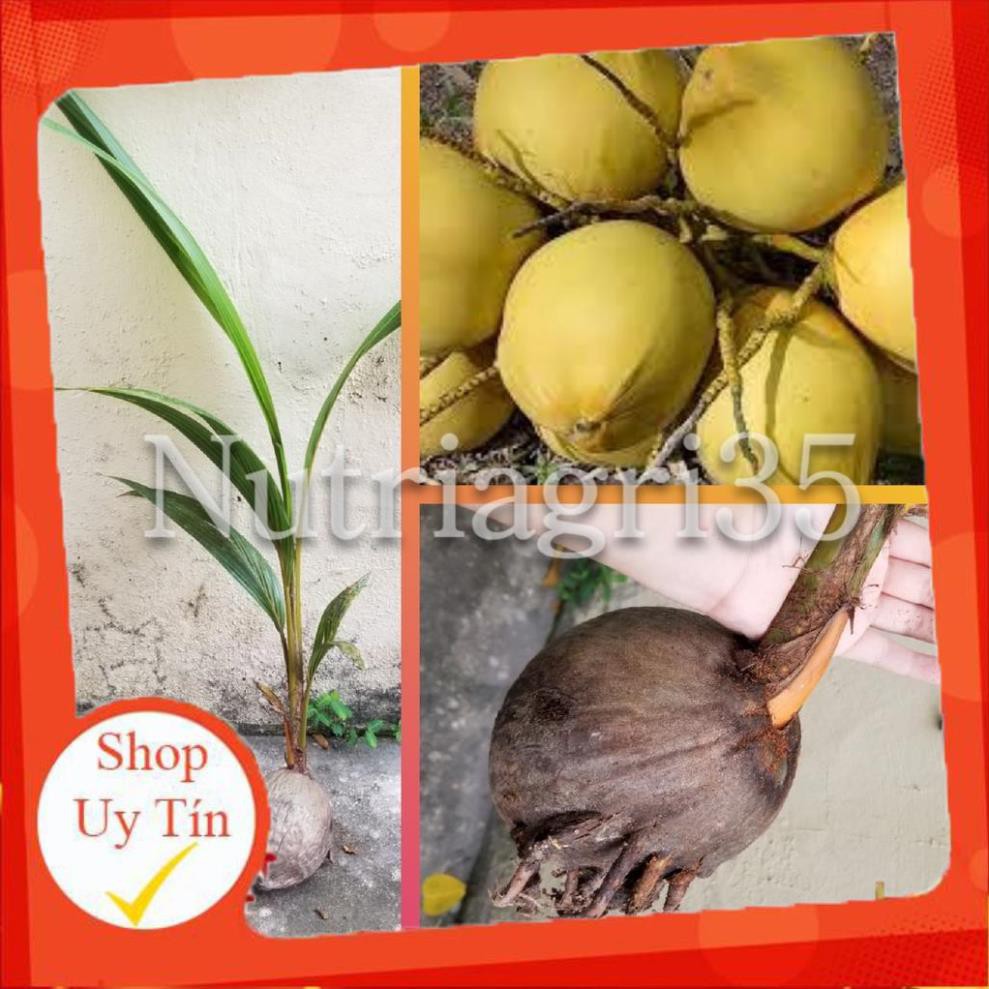 [NHẬP MÃ AKIK2021 GIẢM 10K] Cây Giống Dừa Ma Lai Vàng_ Dừa Siêu trái siêu nước_Có trái sau 2.5 năm trồng