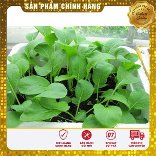 Bộ gói hạt giống Cải ngọt