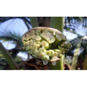 Mật hoa dừa tươi - 1L Sokfarm- Đặc sản Trà Vinh
