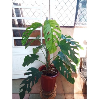 Monstera dubia