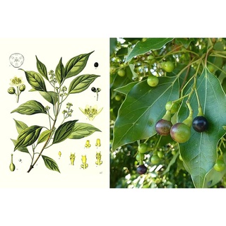 Cây Giống Long Não (dã hương)