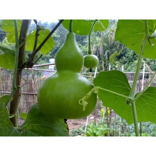 hạt giống bầu hồ lô thái lan 5 hạt