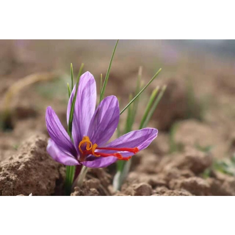 Saffron Nhuỵ Hoa Nghệ Tây Chính Hãng 100% uy tín cho cho người dùng