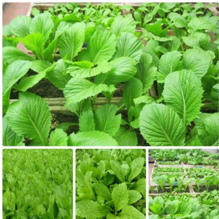 HẠT GIỐNG CẢI MƠ ĐĂM - LÙN CAO SẢN [shop uy tín]