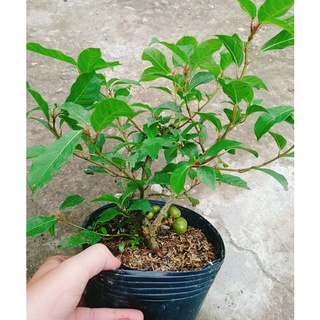 Sung Cảnh Siêu Quả. Sung Bonsai