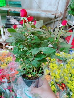 Chậu cây hoa hồng
