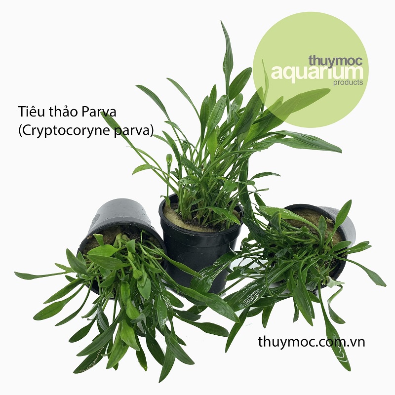 TIÊU THẢO PARVA MINI - TIÊU THẢO MŨI TÊN - CÂY THỦY SINH PRAVA TIỀN CẢNH TRẢI NỀN SIÊU ĐẸP-Cryptocoryne Parva