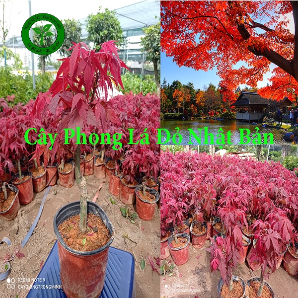 Giống Cây Phong Lá Đỏ Nhật Bản Mini ( Nhập Khẩu 100% từ Nhật Bản)