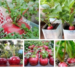 20 HẠT CỦ CẢI ĐỎ MAY MẮN KHỔNG LỒ - HÀNG CÔNG TY