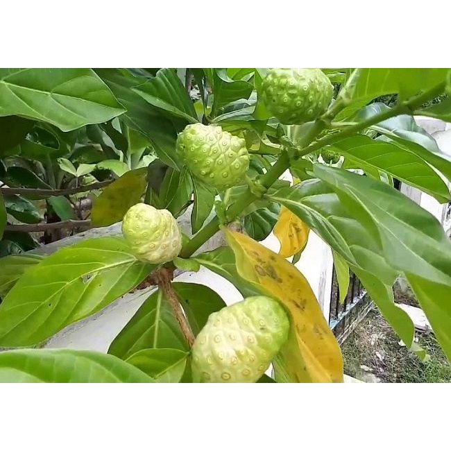 Hạt giống trái nhàu  - Gói 50 hạt