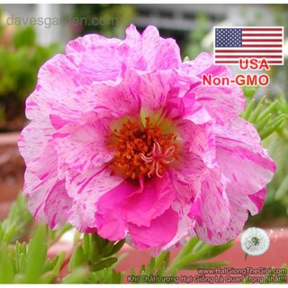 500.HẠT Hạt Giống Hoa Mười Giờ Mỹ Kép Mint F1 Cực Hiếm (| -KD: B9*V23)