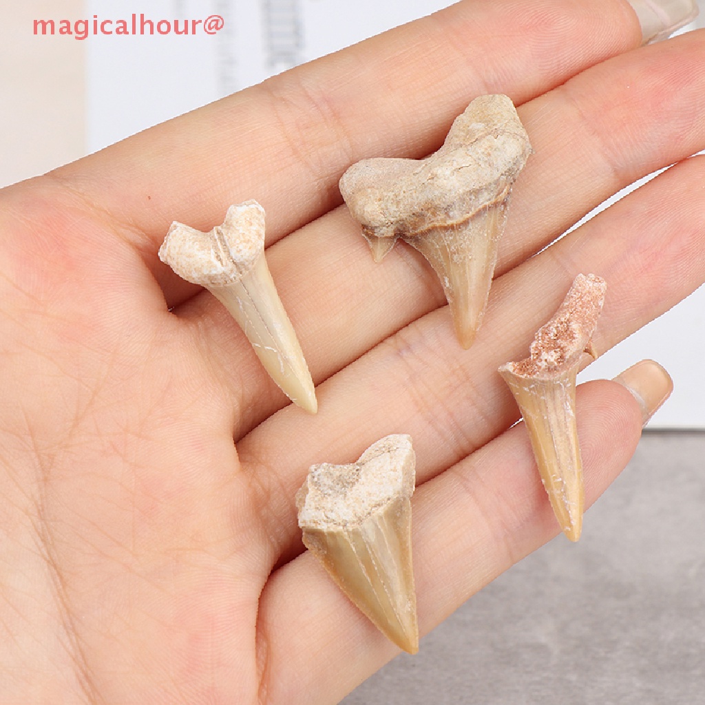 Mặt Dây Chuyền Hình Răng Cá Mập Bằng Khoáng Chất Tự Nhiên Mới