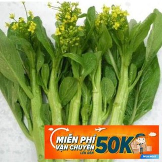 20g Hạt giống Cải ngồng