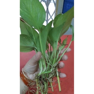 ☘️☘️☘️ Trầu bà con (Có thể trồng thủy sinh) đã có rễ to khỏe