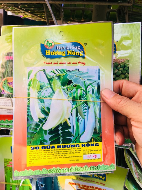 HẠT GIỐNG BÔNG SO ĐŨA MÓNG CHIM (bông lớn)