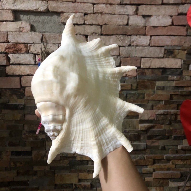 Vỏ ốc biển, vỏ óc bẹ trắng