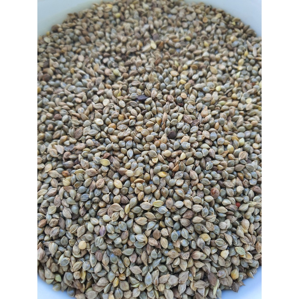1kg hạt kê nhật - dinh dưỡng cho các dòng finch, yến, bảy màu