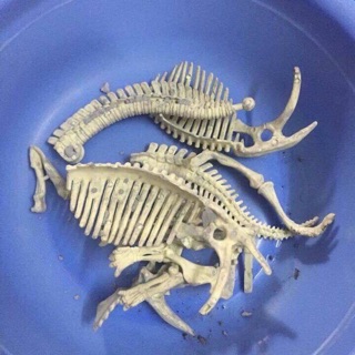 XƯƠNG KHỦNG LONG HOÁ THẠCH - DIG A DINOSAUR SKELETON