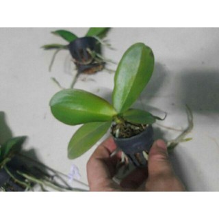 Hồ điệp giống đủ màu