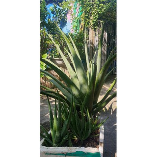 Cây nha đam mỹ bẹ to cây mẹ trưởng thành