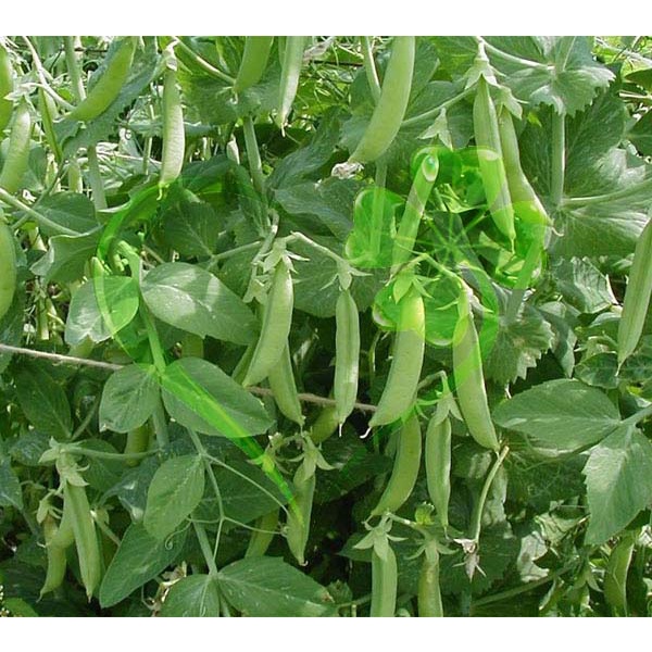 HẠT GIỐNG ĐẬU HÀ LAN - GÓI 20 GRAMMS626