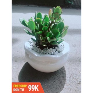 Chậu Cây Ngọc Bích
