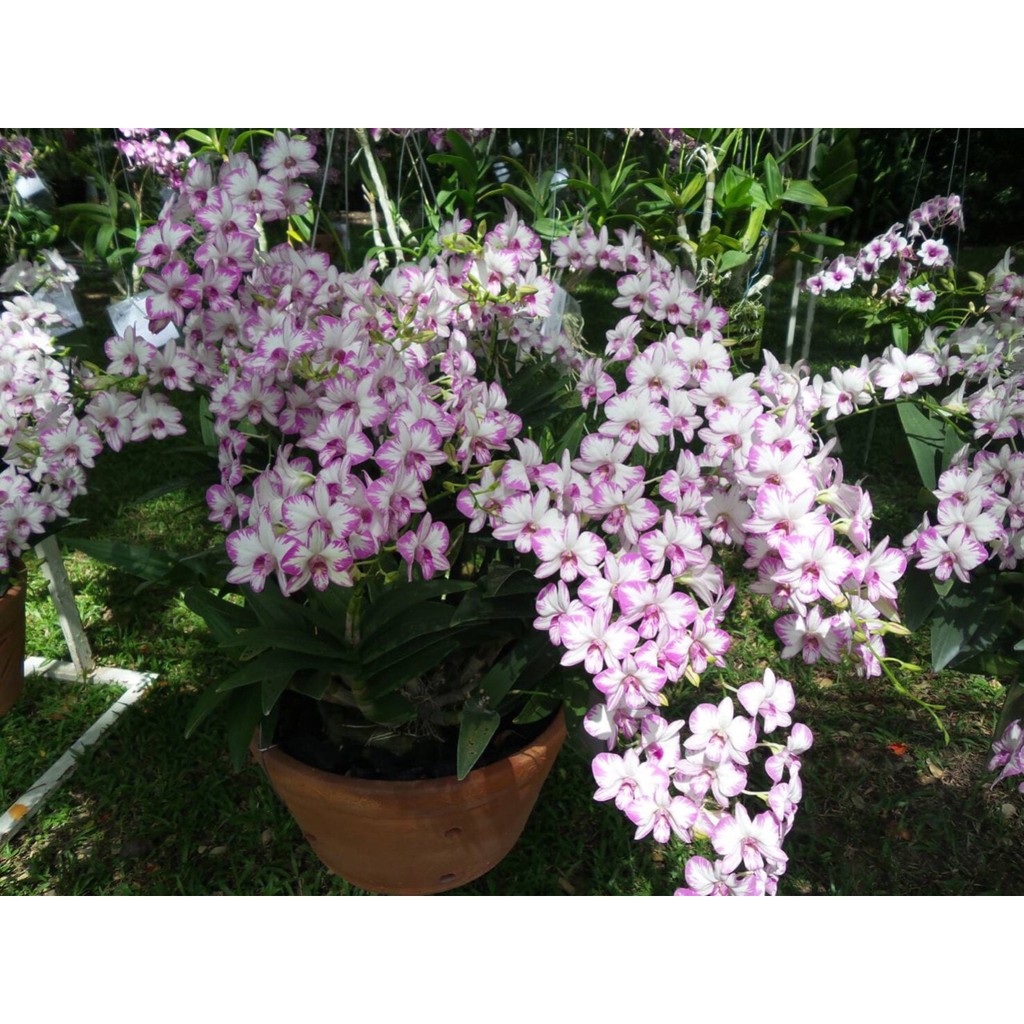 Chậu cây lan Dendro chớp Enobi - chớp sữa - Trang Flower