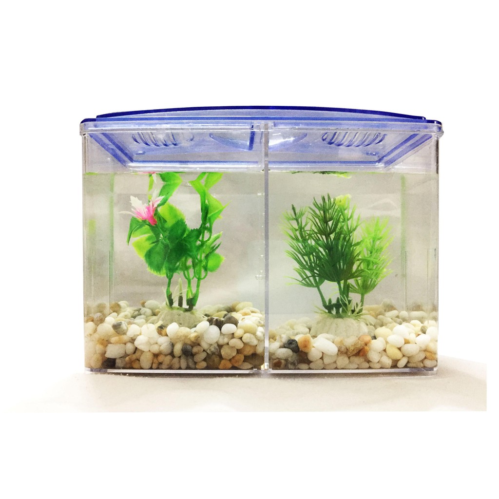 Bể Cá Betta Mini XinXin 2 Ngăn Size 20x8x15cm - 2 in 1 Hồ Nhựa Mica Nuôi Cá Để Bàn